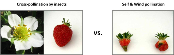 Fig1_Effects-of-cross-pollination-2