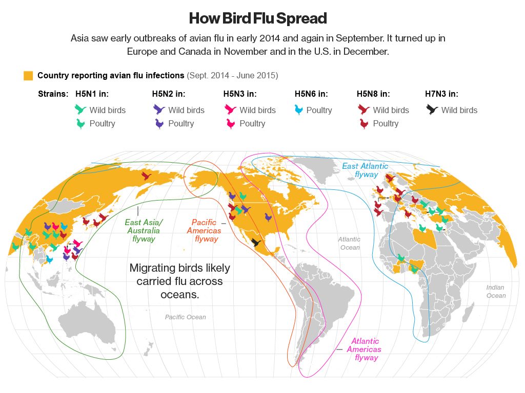 BirdFluMap